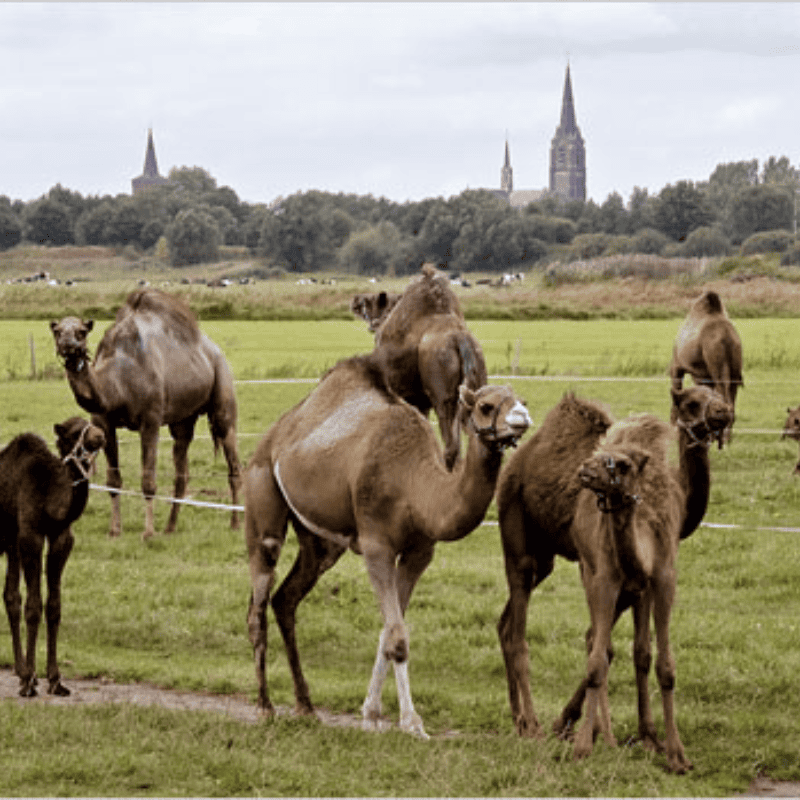 Camelid Training
