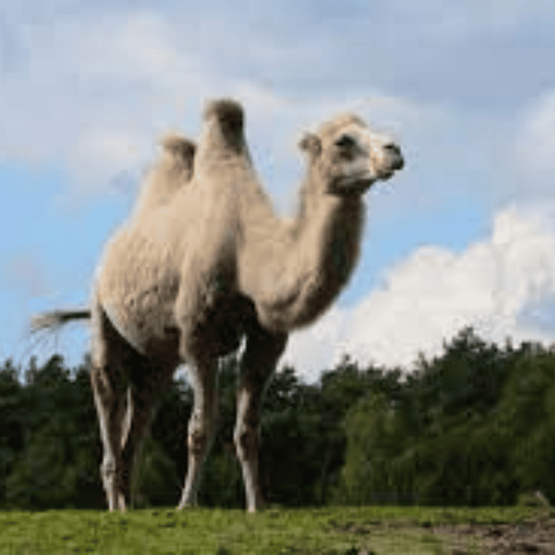 Camelid Wellness
