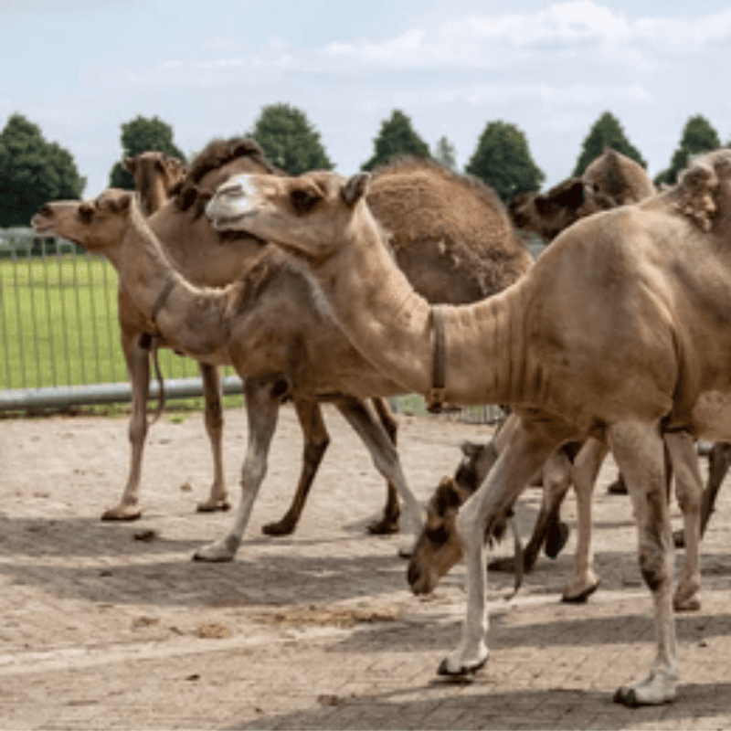 Camelid Wellness