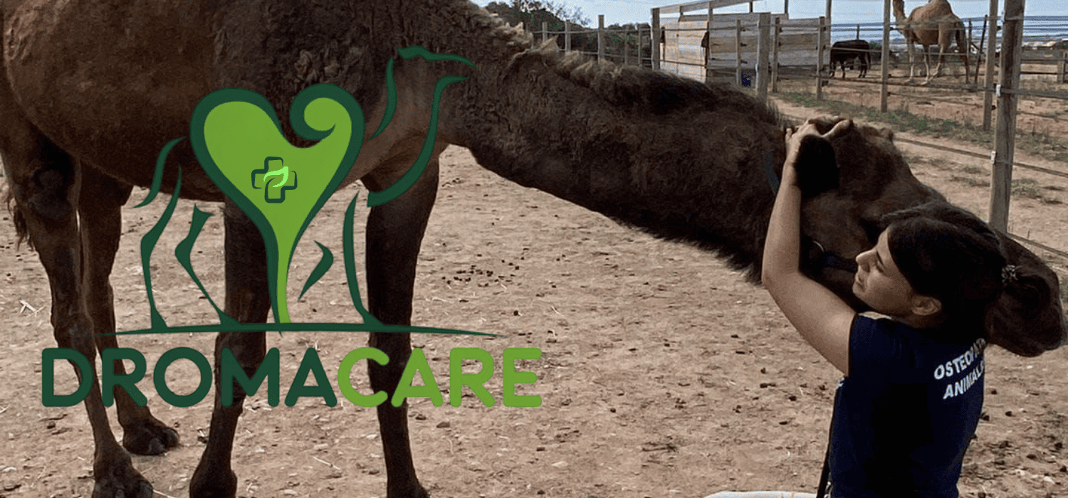 Osteopathy Services for Camelids